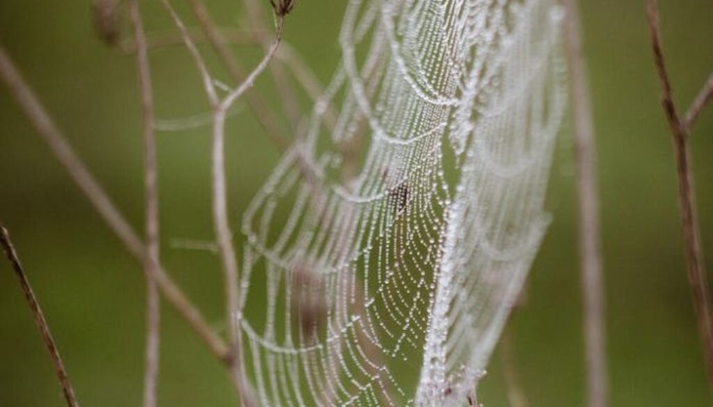 Intricate spider web with dew drops on branches against a blurred green background.