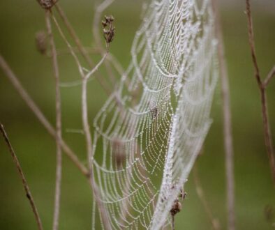 Intricate spider web with dew drops on branches against a blurred green background.